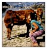 2/vache pralognan.jpg kim (Small).jpg